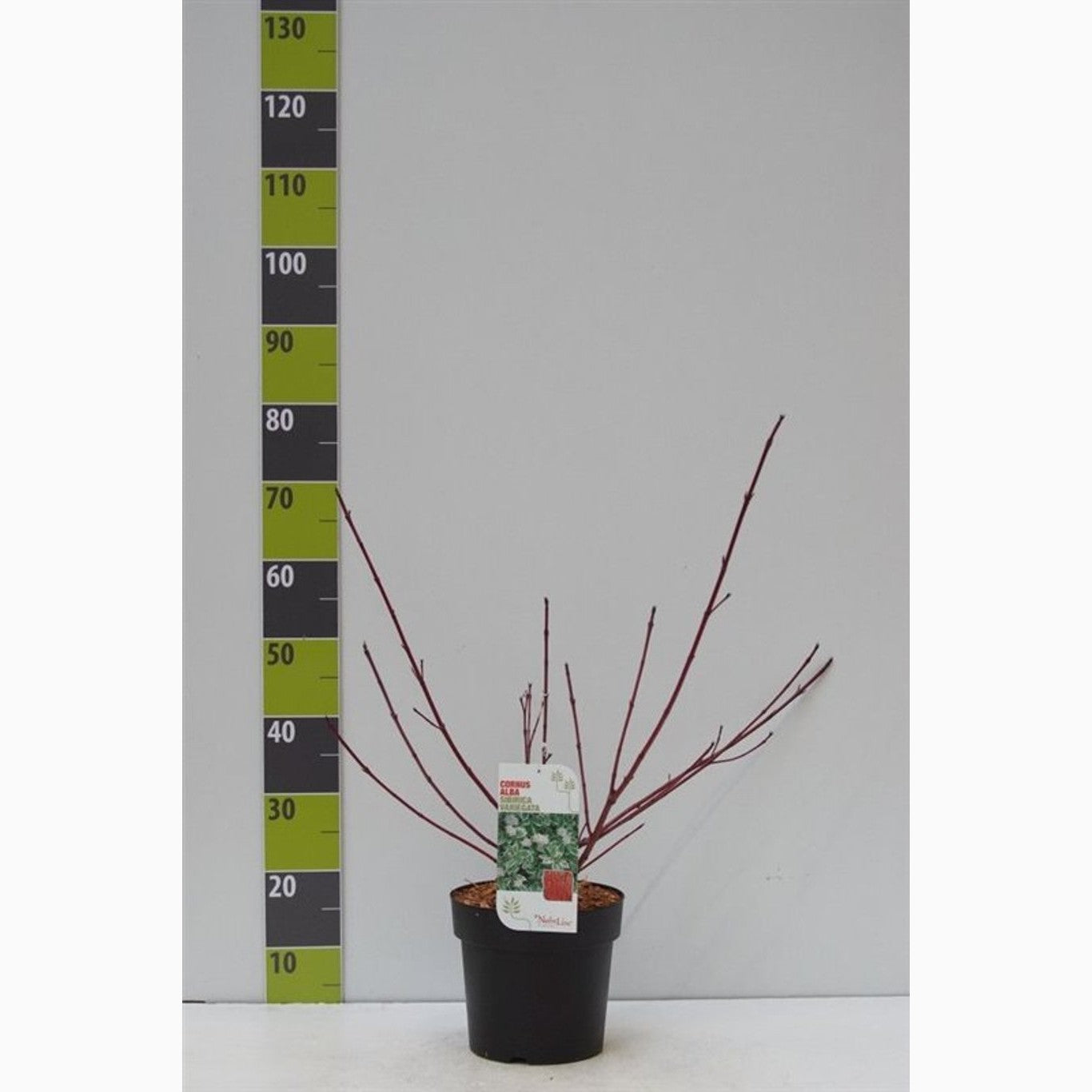 Kornell – Cornus alba 'Sibirica Variegata' - C4,6 50-60 CM