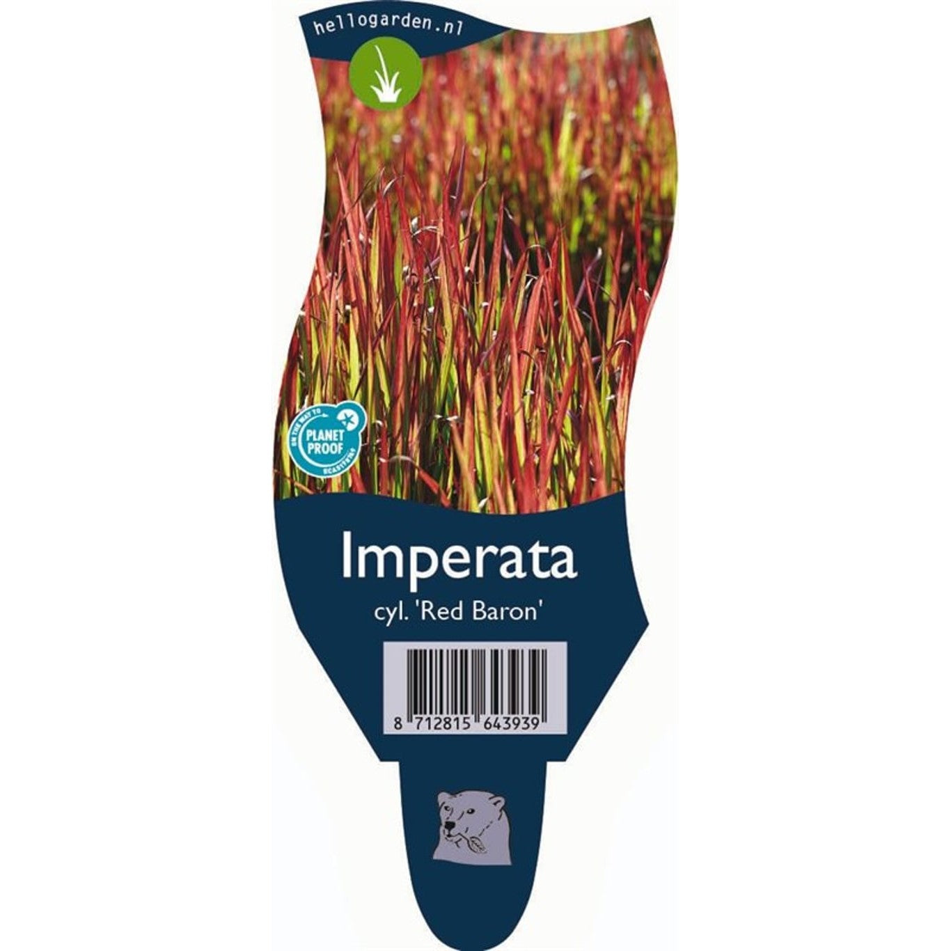 Japanskt blodgräs – Imperata cylindrica 'Red Baron' - P11