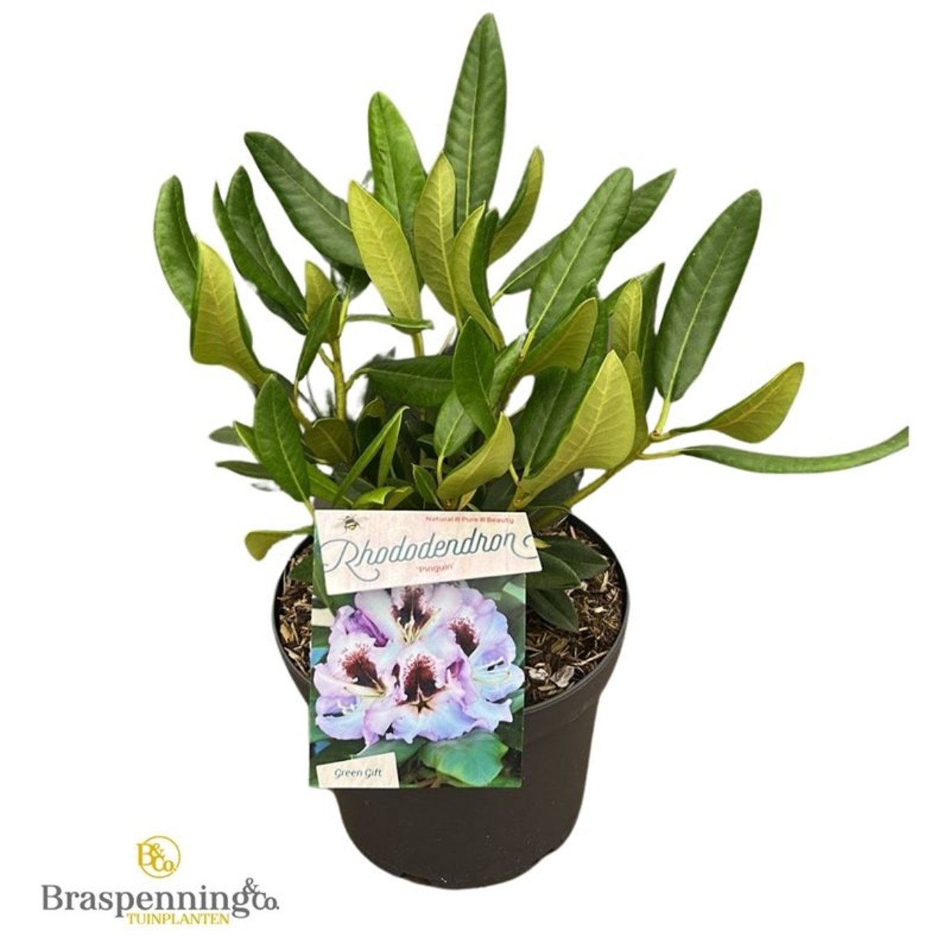 Rhododendron – Rhododendron 'Pinguin' - C5 30-40 CM