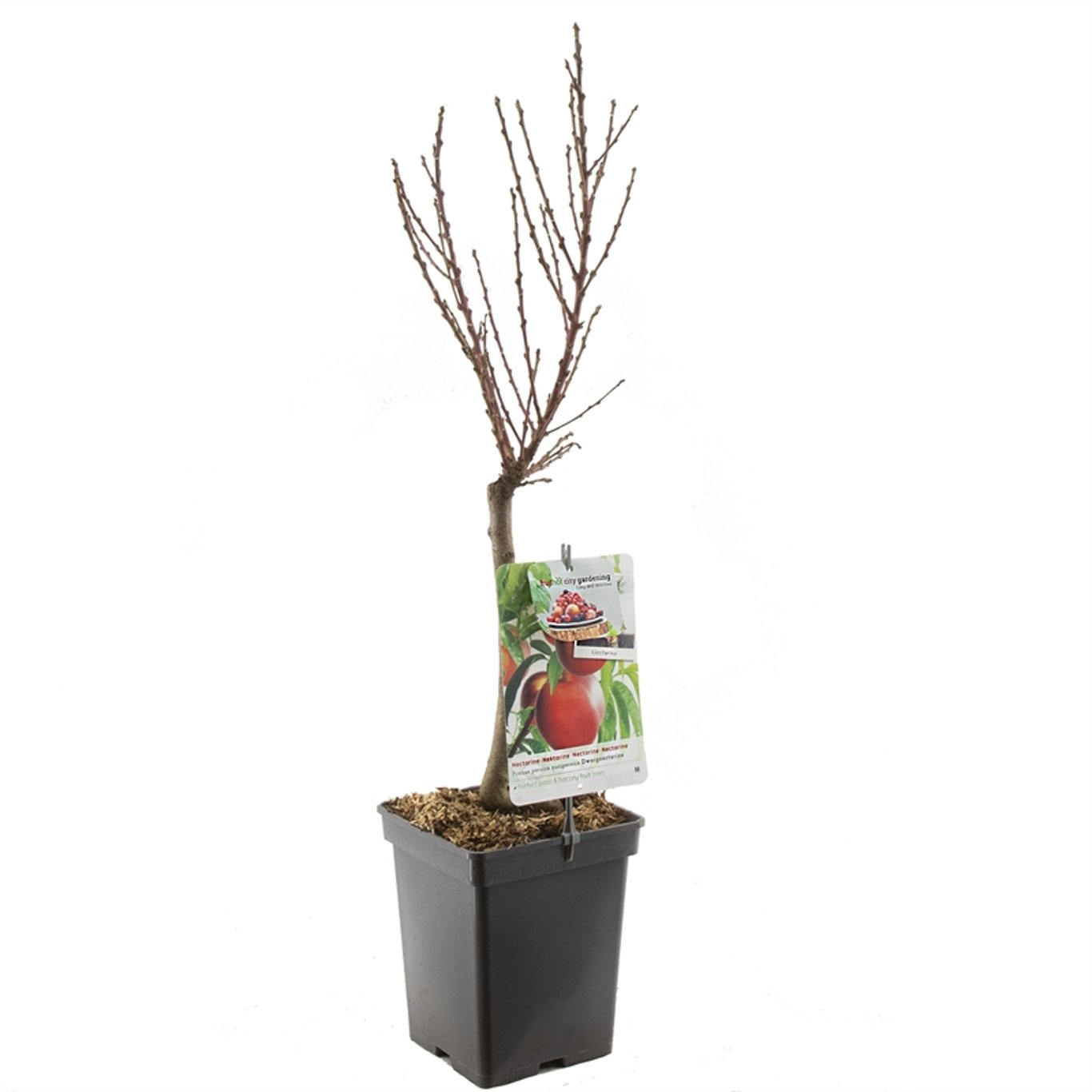 Dvärgnektarin – Prunus persica nucipersica Dwergnectarine - C5 50-60 CM