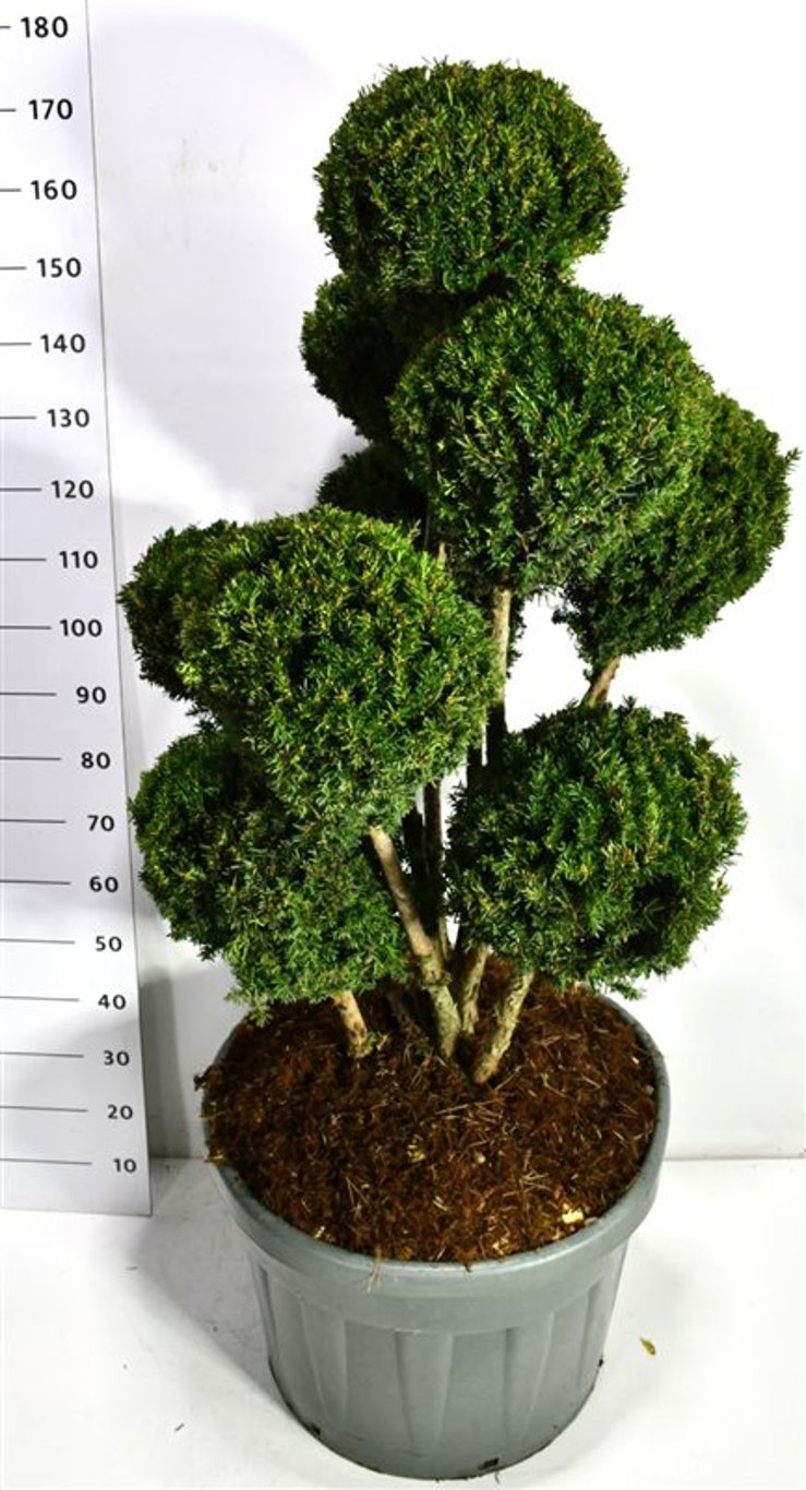 Hybrididegran – Taxus media &