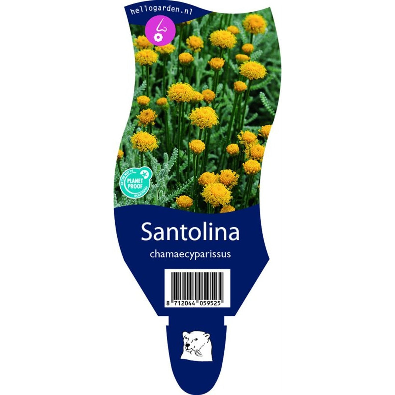 Gråmalört – Santolina chamaecyparissus - P11