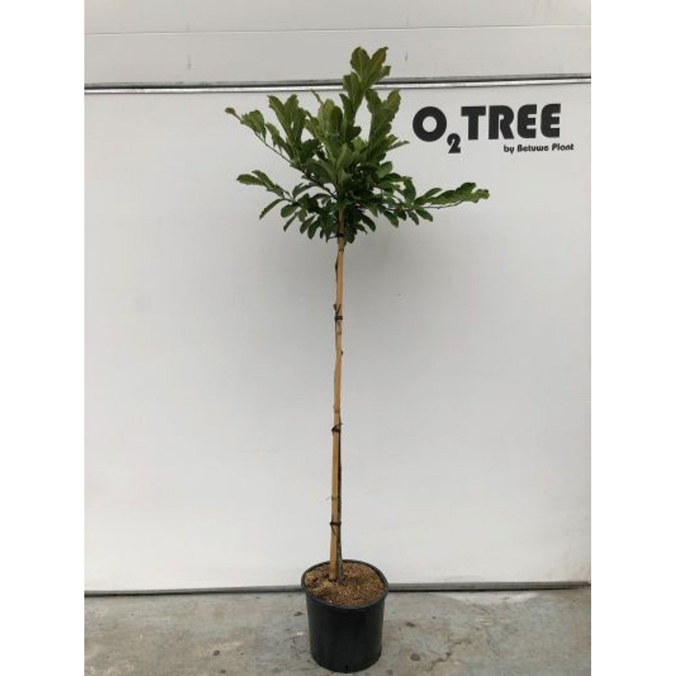 Magnolia – Magnolia laevifolia 'Vanilla Pearls' - 120 CM Stem C12