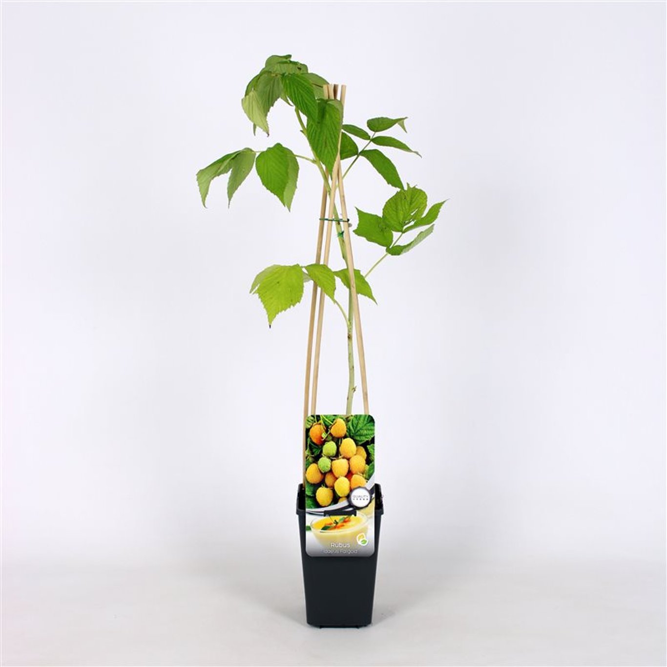 Hallon – Rubus idaeus 'Fallgold' - C2 70/+ CM