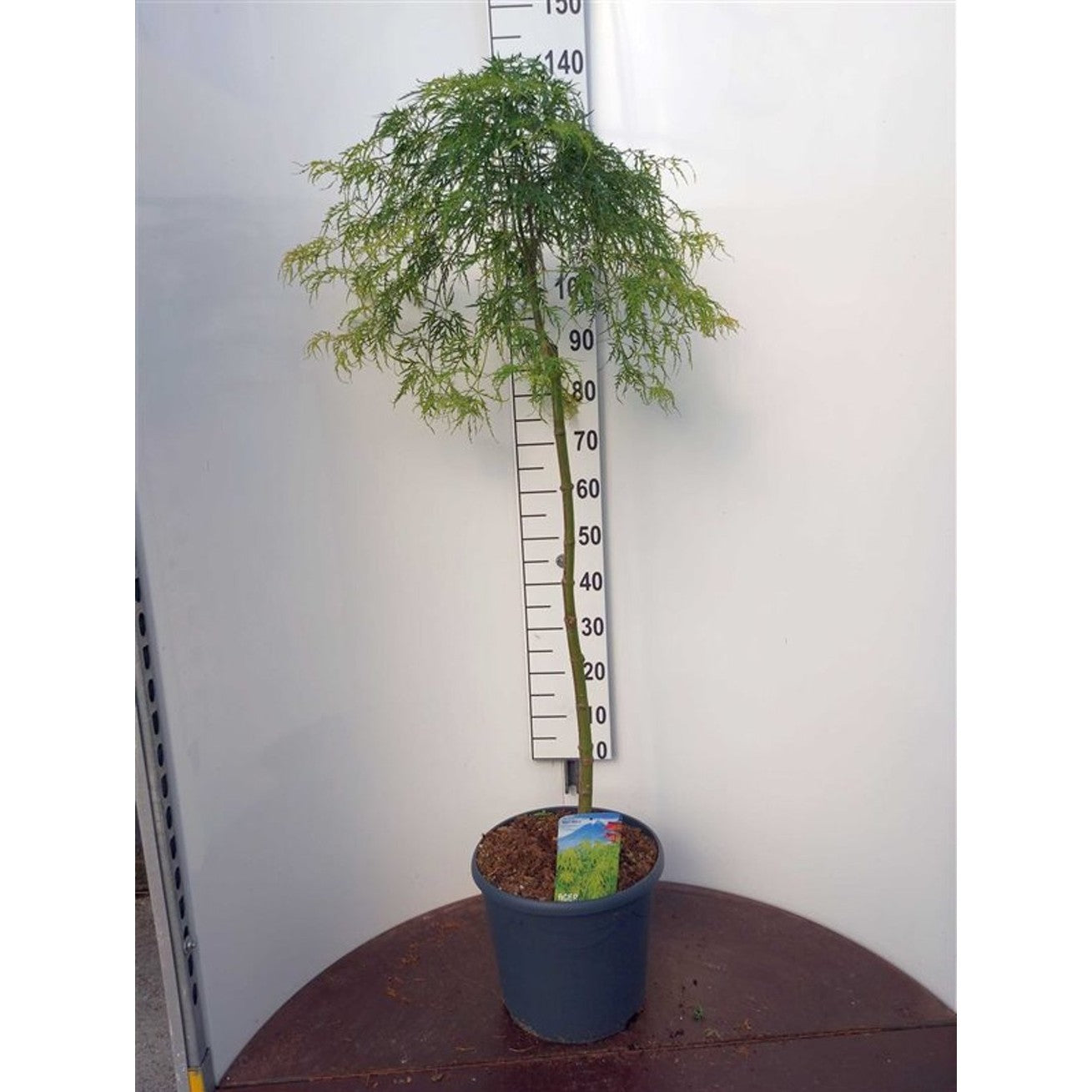 Japansk lönn – Acer pal. 'Dissectum' - 90 CM Stem C20