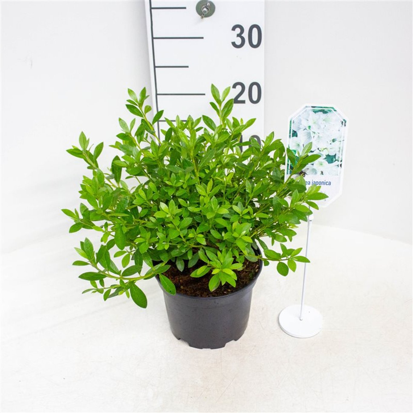 Rhododendron – Rhododendron (AJ); 'Mémé' - C2 20-25 CM