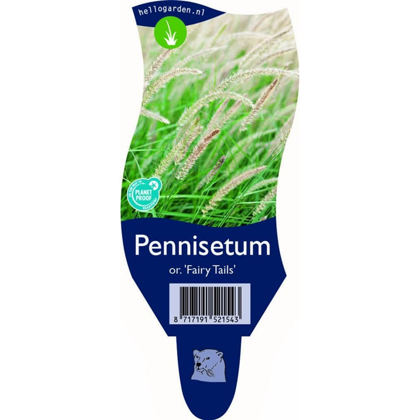 Lampborstgräs – Pennisetum orientale 'Fairy Tails' - P11