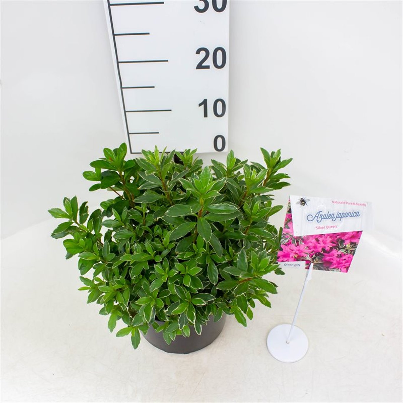 Rhododendron – Rhododendron (AM); 'Salmon Queen' - C4 25-30 CM