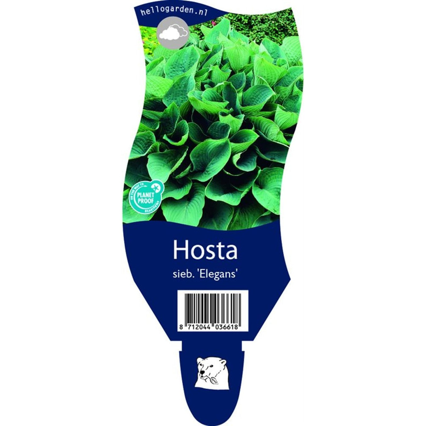 Funkia – Hosta &