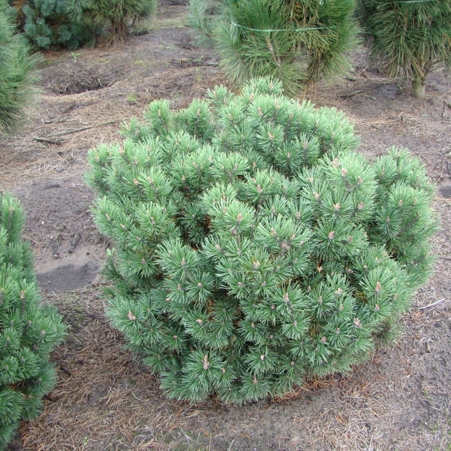 Bergtall – Pinus mugo 'Mops' - 50-60 CM RB