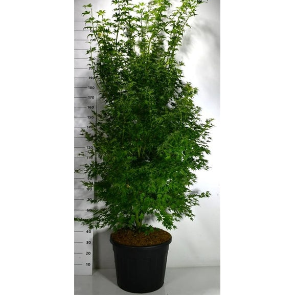 Japansk lönn – Acer palmatum 'Orange Dream' - C70 200-225 cm.