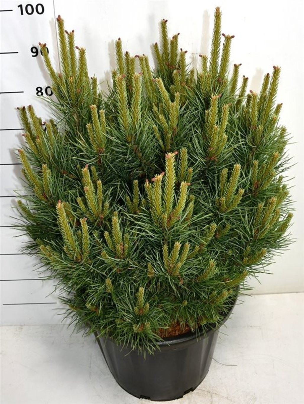 Tall – Pinus sylvestris 'Watereri' - C25 50-60 cm.