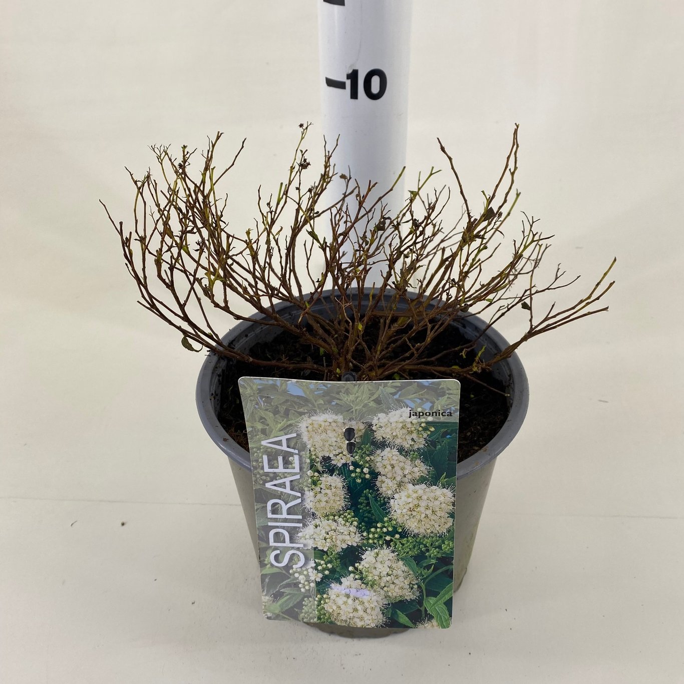 Praktspirea – Spiraea japonica 'Albiflora' - C3 20-30 CM