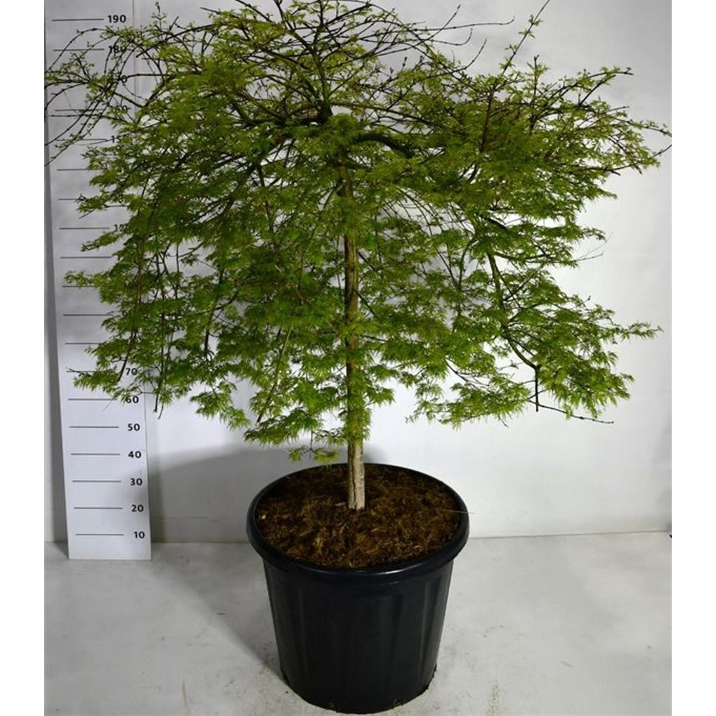 Japansk lönn – Acer palmatum 'Emerald Lace' - C110 90 cm. Stam