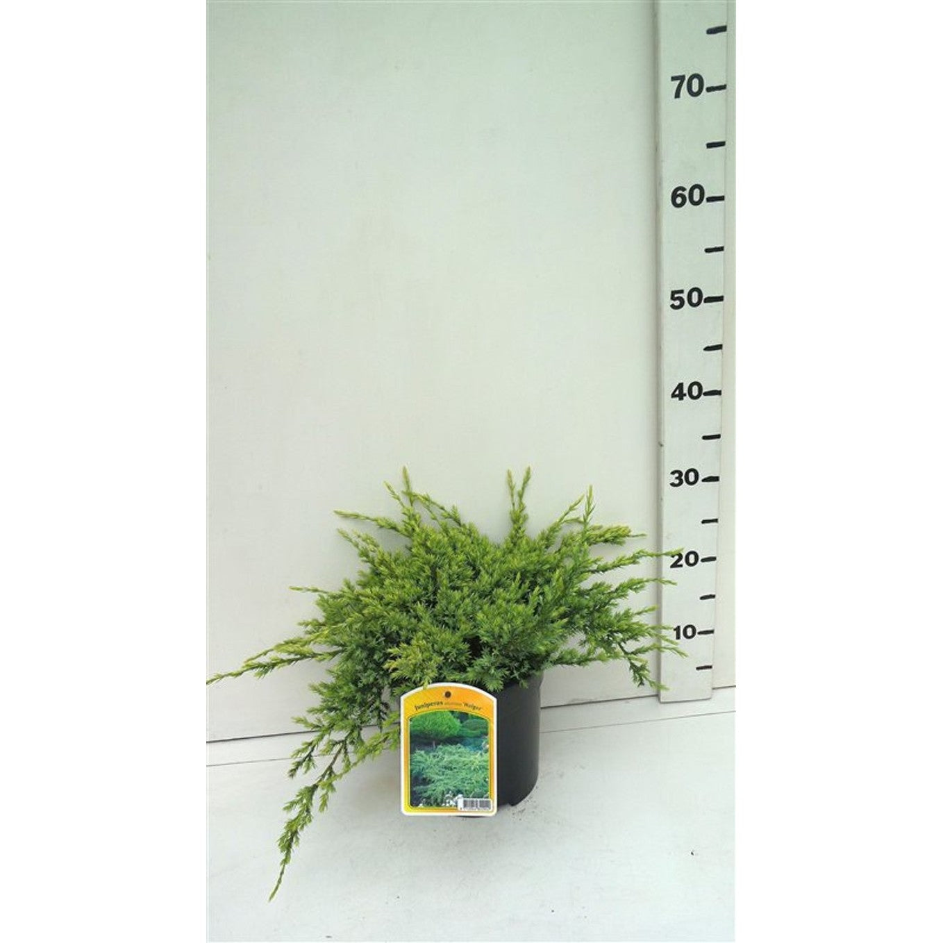 Fjäll-en – Juniperus squamata 'Holger' - C3 25-30 CM