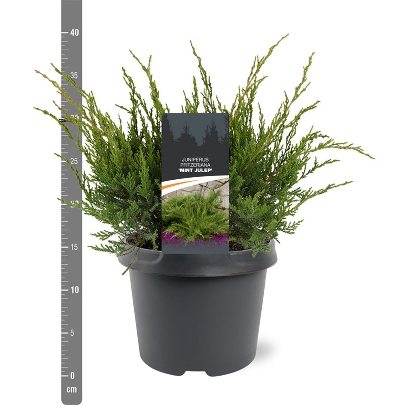 Pfitzer-en – Juniperus pfitzeriana 'Mint Julep' - C3 30-40 CM