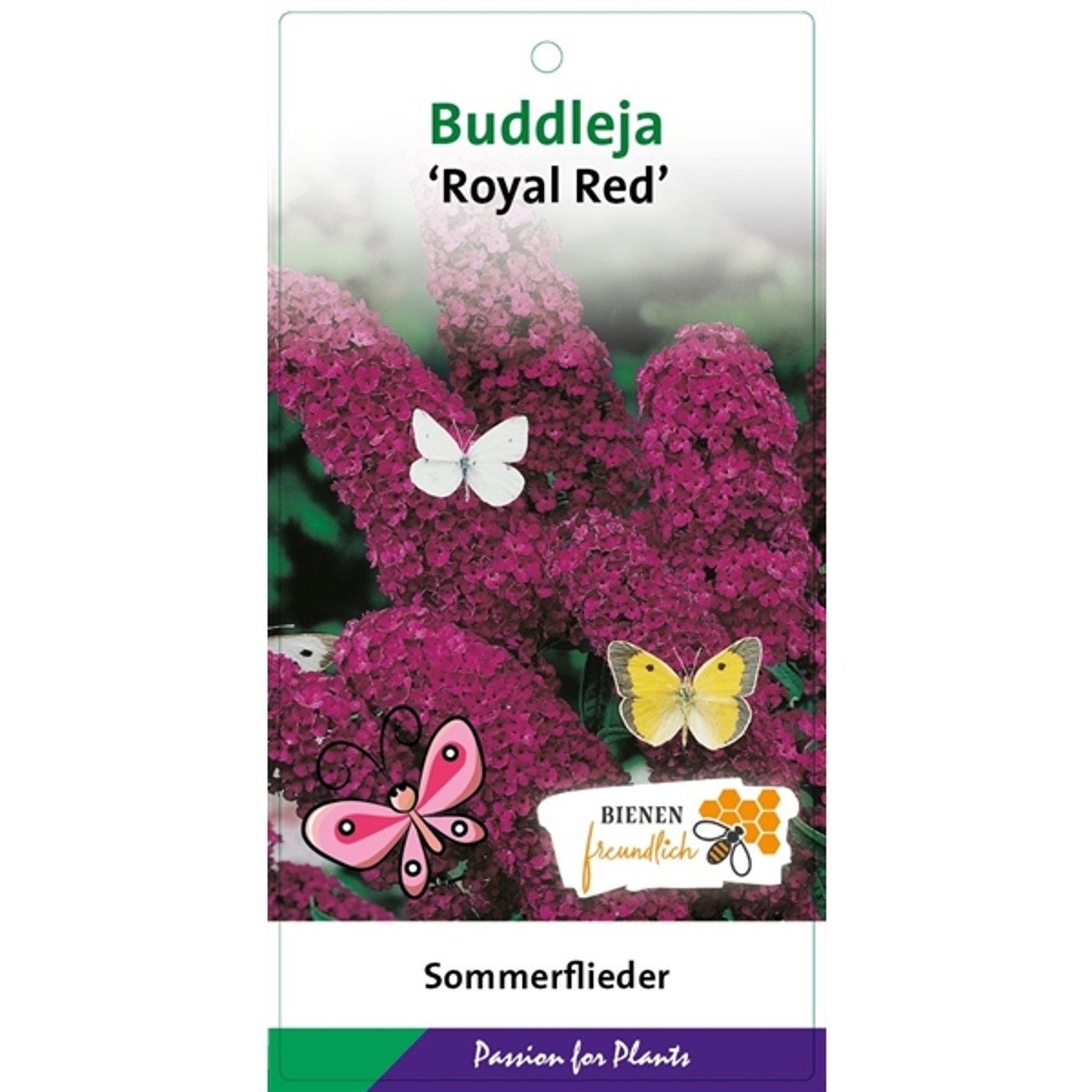 Sommarlilja – Buddleja d. 'Royal Red' - C3