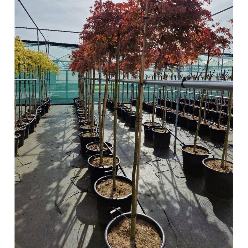 Japansk lönn – Acer pal. 'Orangeola' - 50 CM Stem C30