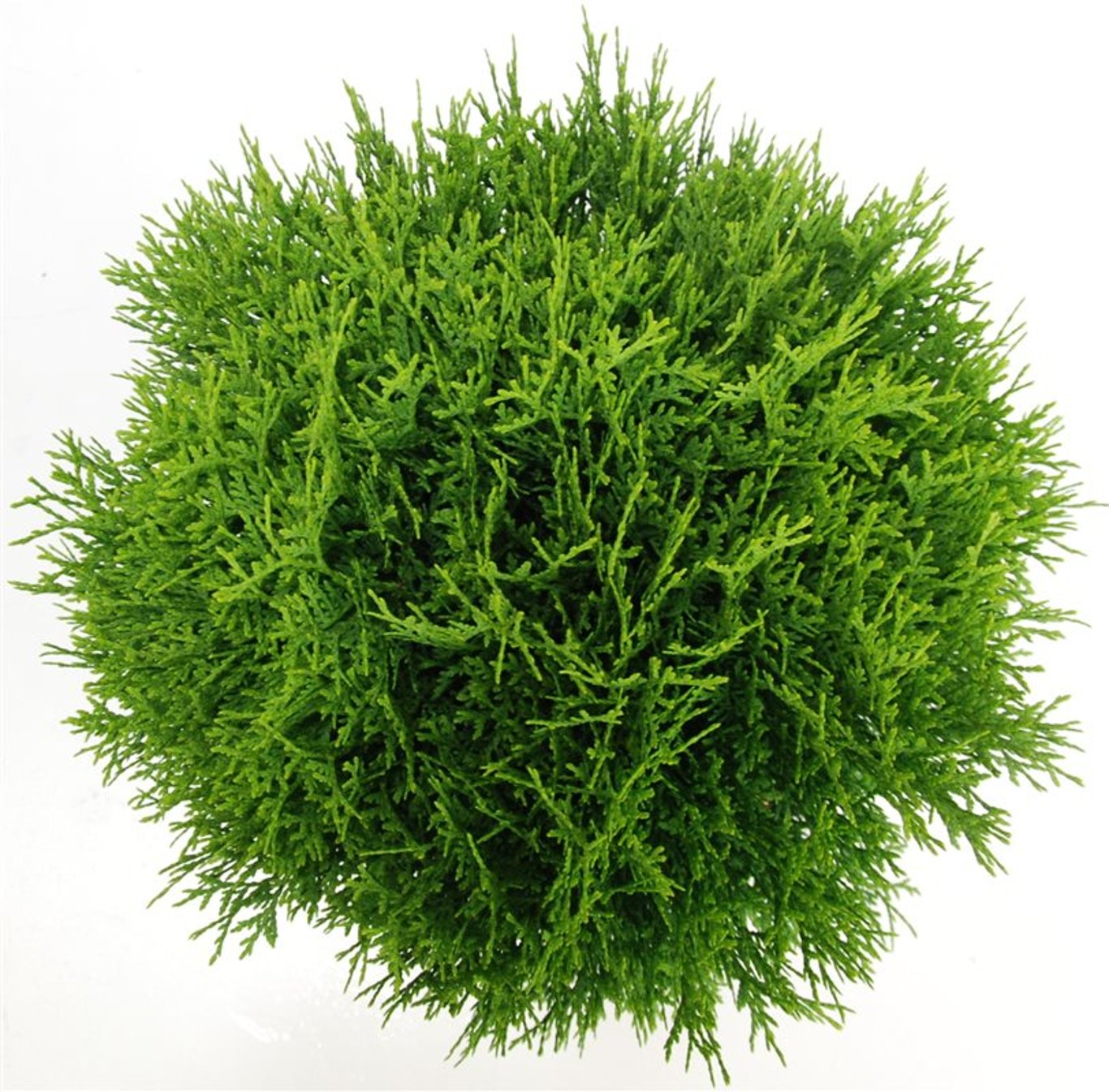 Thuja – Thuja occidentalis &