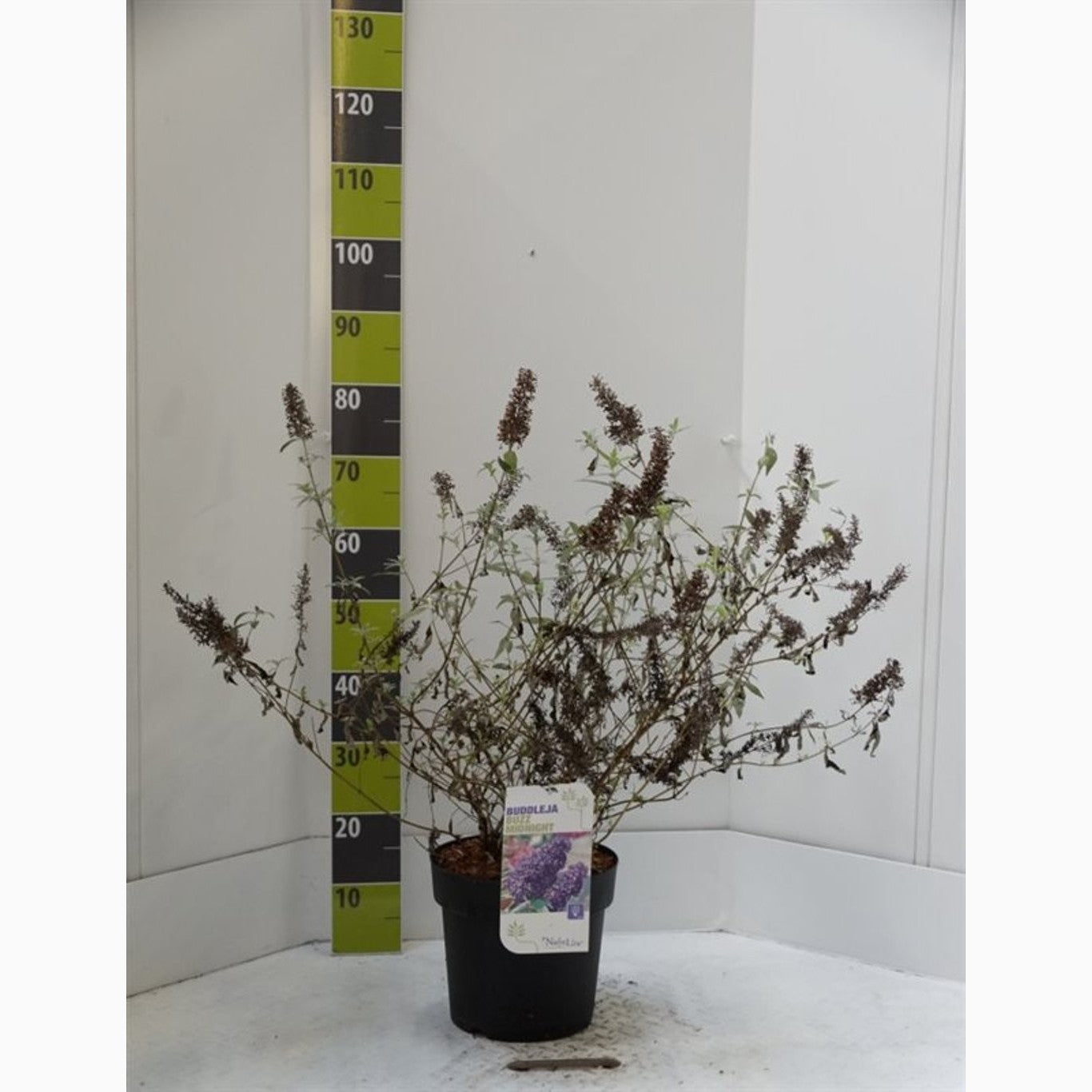 Sommarlilja – Buddleja dav. 'Buzz Midnight' - C7,5