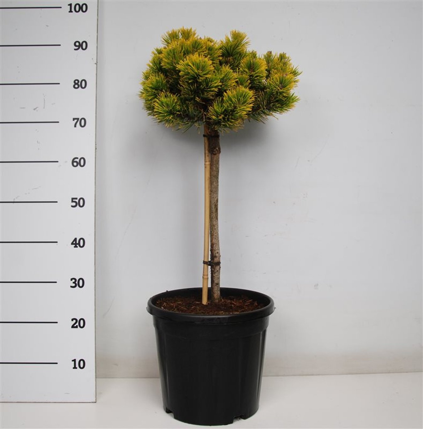Bergtall – Pinus mugo 'Carstens Wintergold' - 40 CM Stem C12