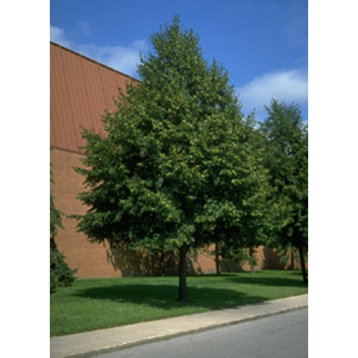 Skogslind – Tilia cordata 'Greenspire' - 8/10 in Cont HO/ST