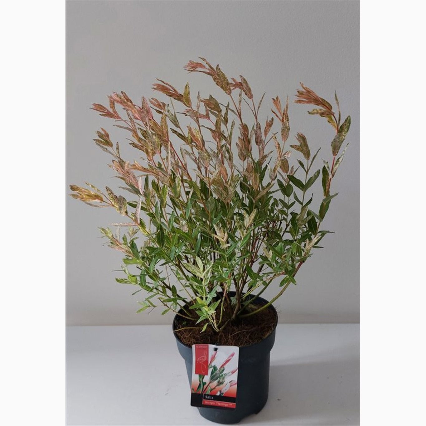 Japansk vide – Salix integra 'Flamingo' - C2 30-40 CM