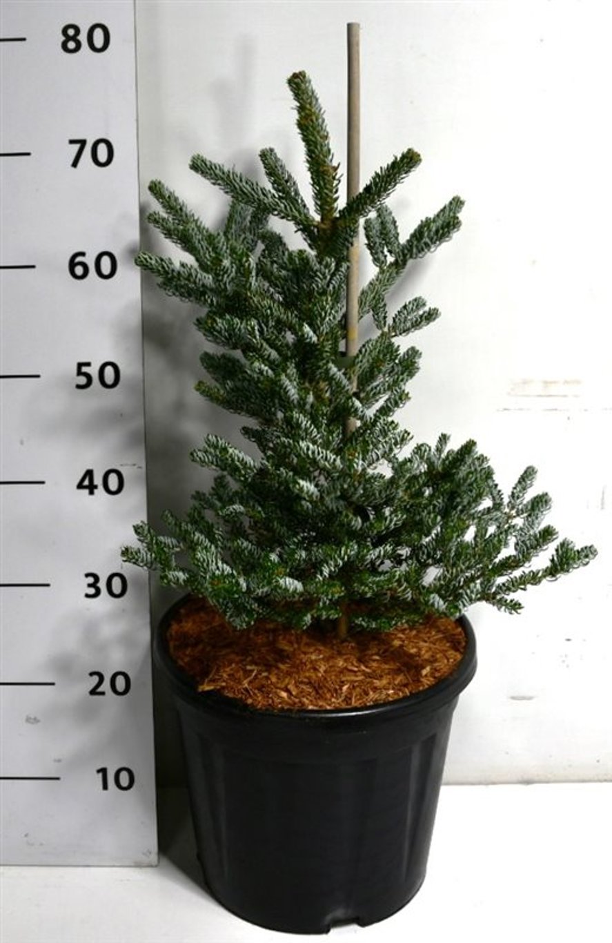Koreagran – Abies koreana 'Silberlocke' - C13 50-60 cm.