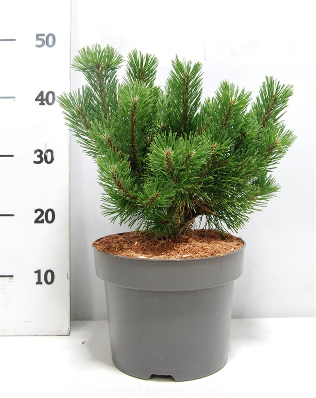 Bergtall – Pinus mugo &