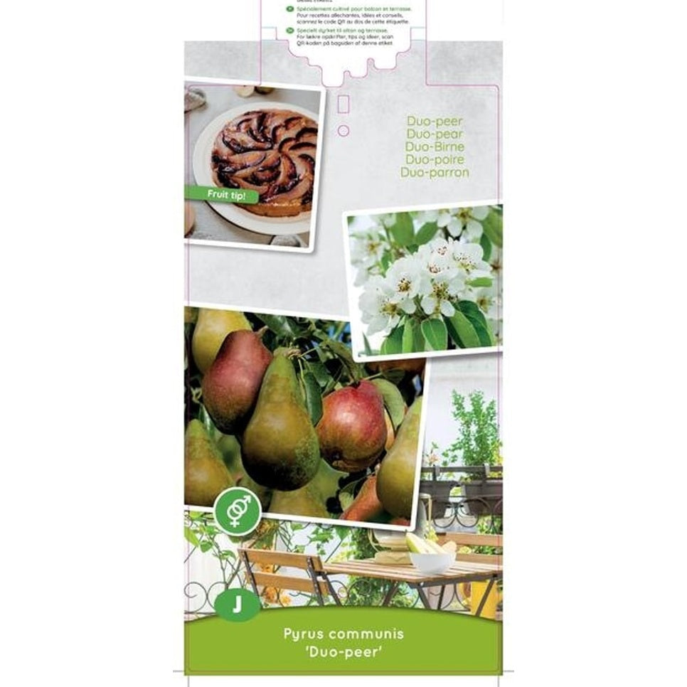 Päron – Pyrus communis 'Duo-pear' - C5 60-80 CM Patio