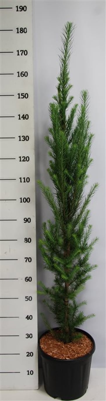 Japansk lärk – Larix kaempferi &