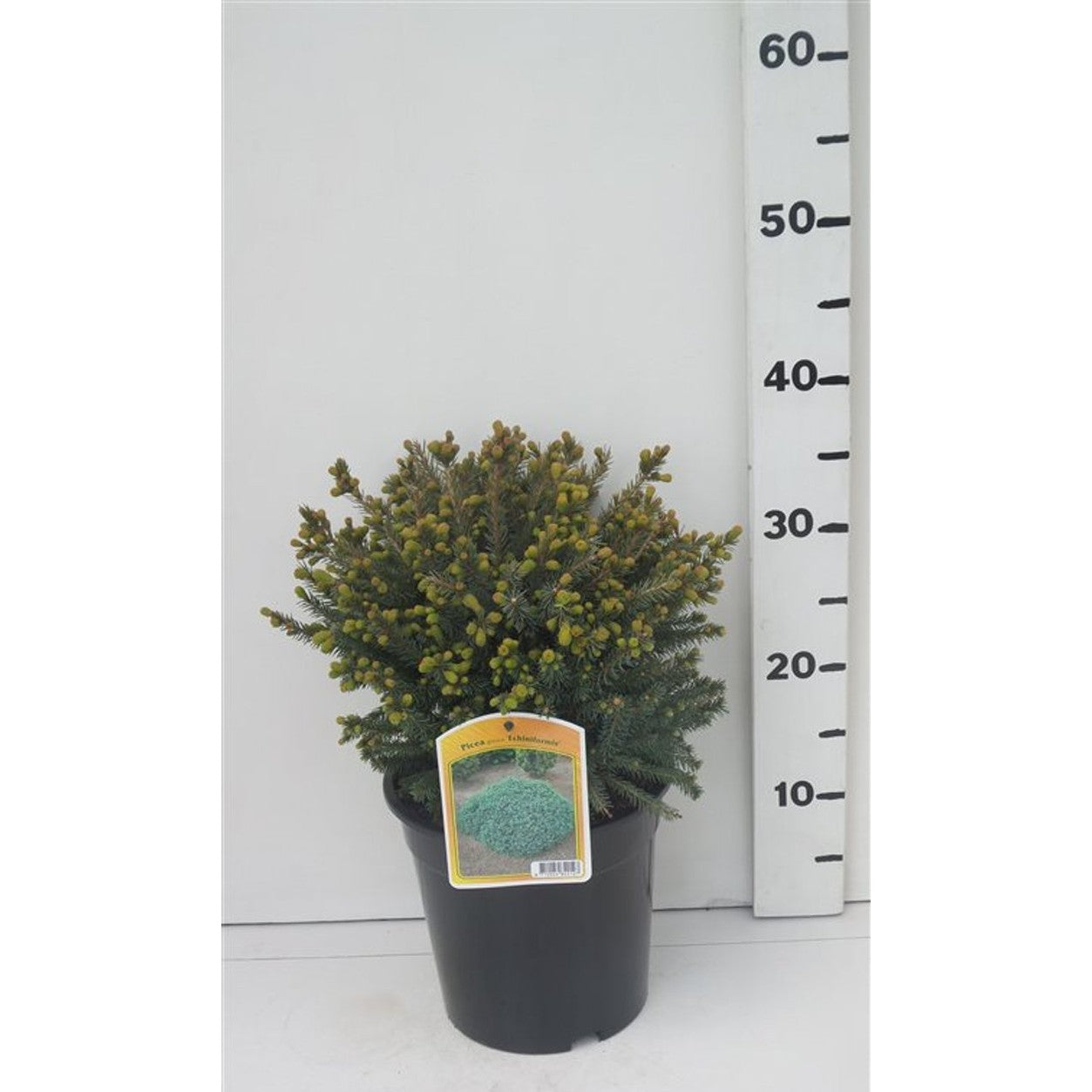 Vitgran – Picea glauca 'Echiniformis' - C3 20-25 CM