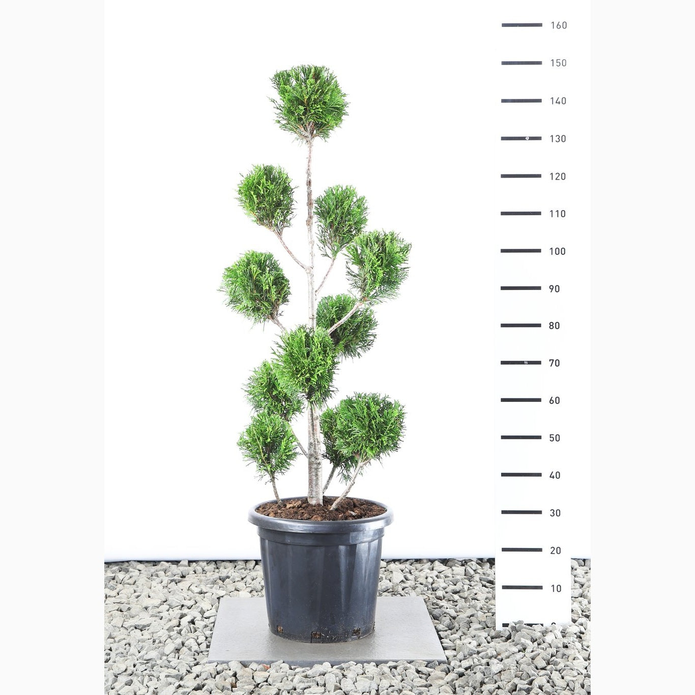 Thuja – Thuja plicata 'Martin' - 100-125 CM PonPon EXTRA in Cont.