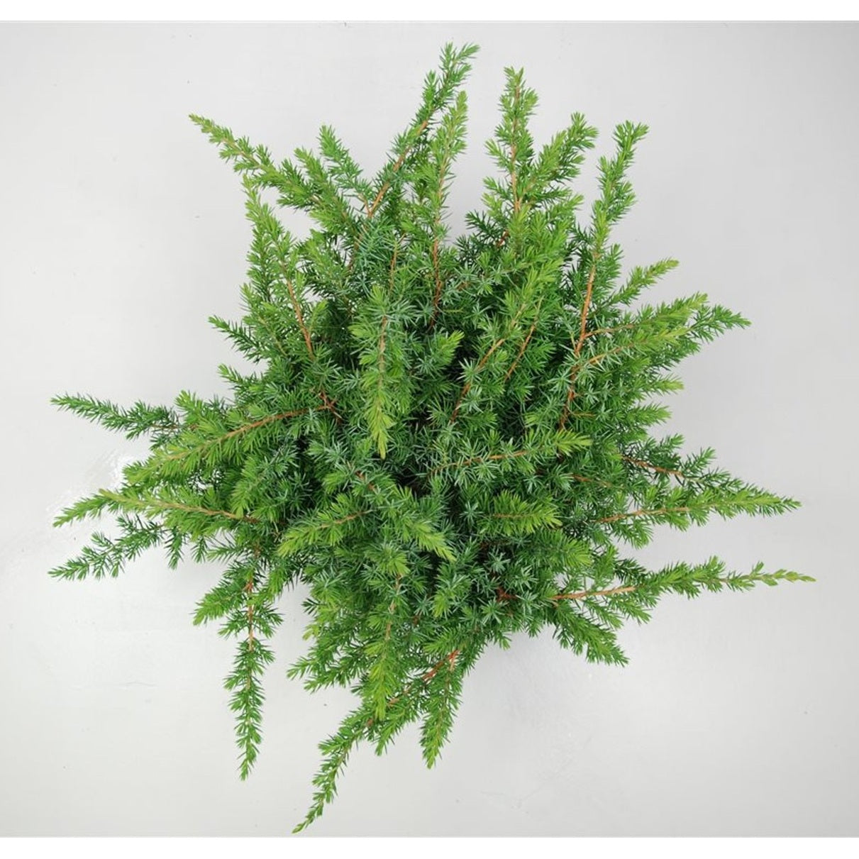 Strand-en – Juniperus conferta 'Schlager' - C5 30-40 cm.