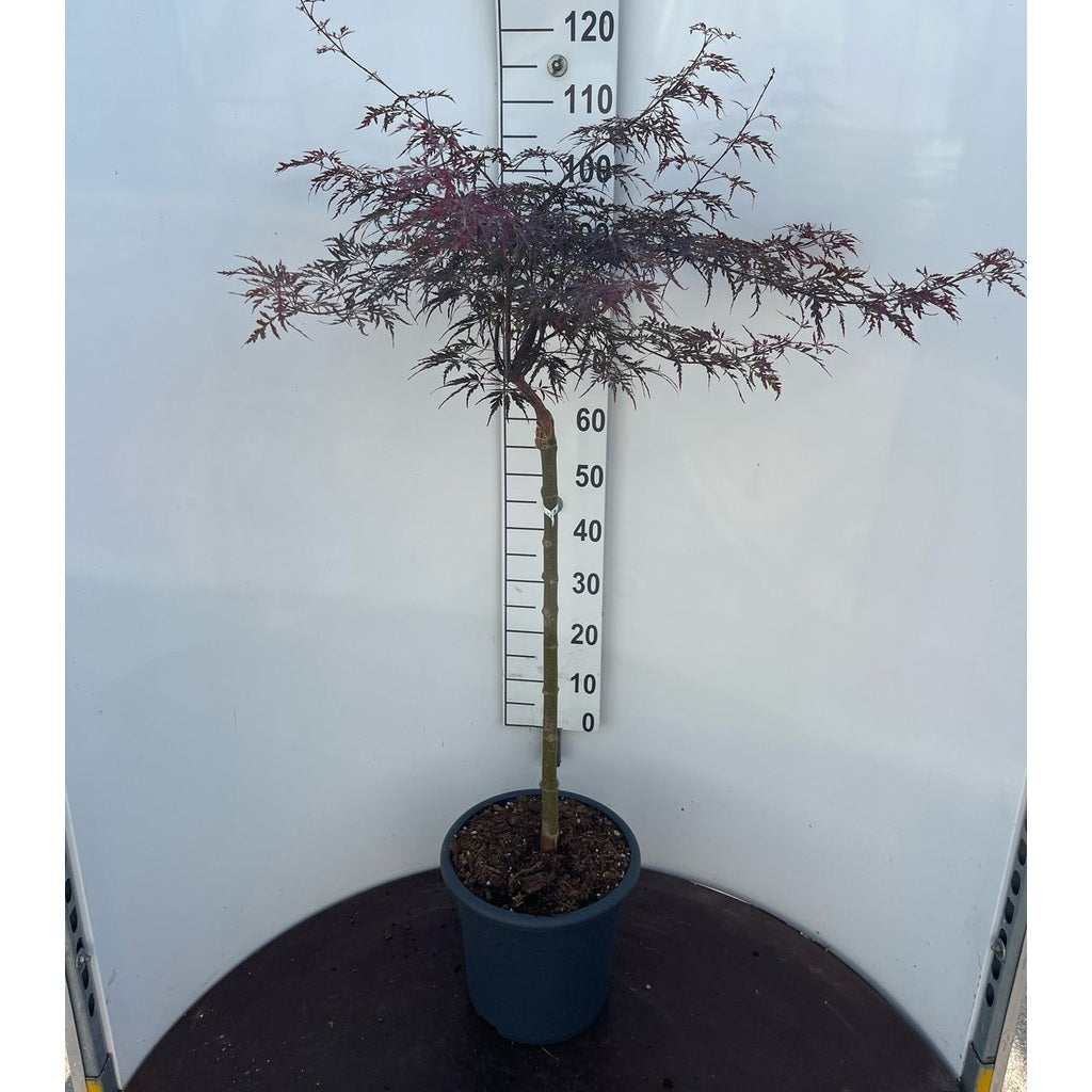 Japansk lönn – Acer pal. 'Lace Lady' - 60 CM Stem C15
