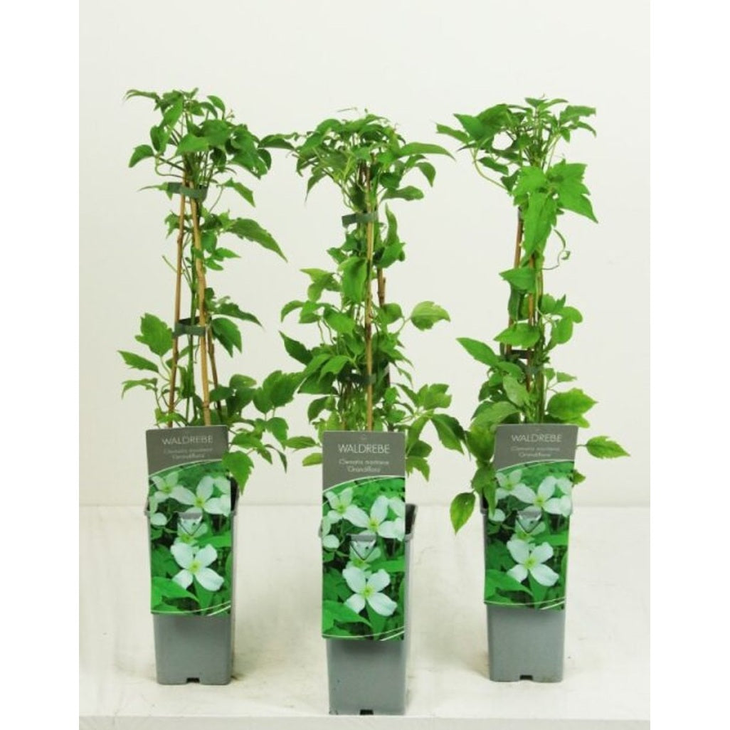 Klematis – Clematis montana grandiflora - C2 50-60 CM 3 Stick