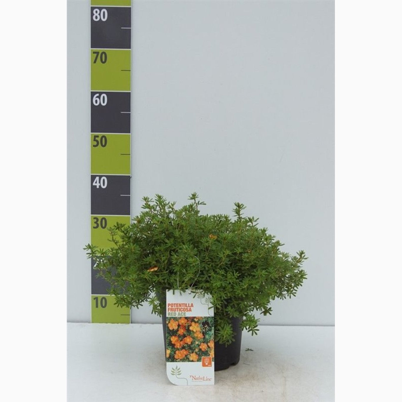 Praktspirea – Potentilla fruticosa 'Red Ace' - C4,6 30-40 CM