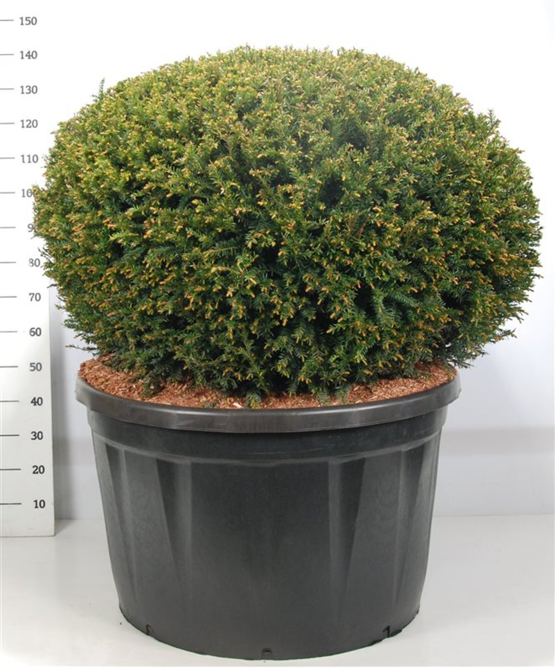 Idegran – Taxus baccata - C280 120 cm. Bol
