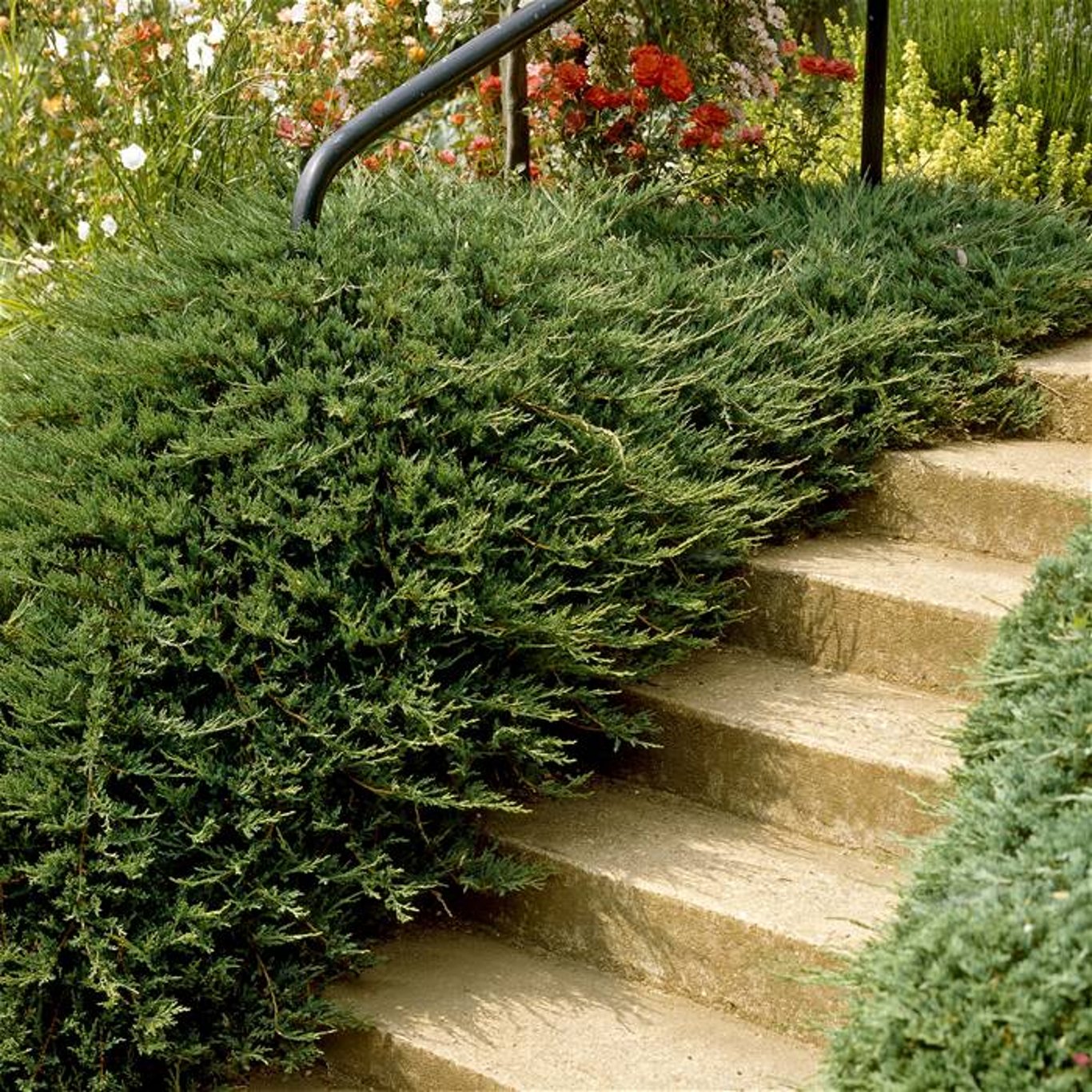 Kryp-en – Juniperus horizontalis 'Prince of Wales' - C3 30-40 CM