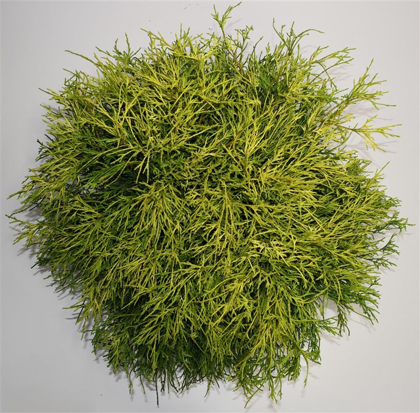 Ädelcypress – Chamaecyparis pisifera &
