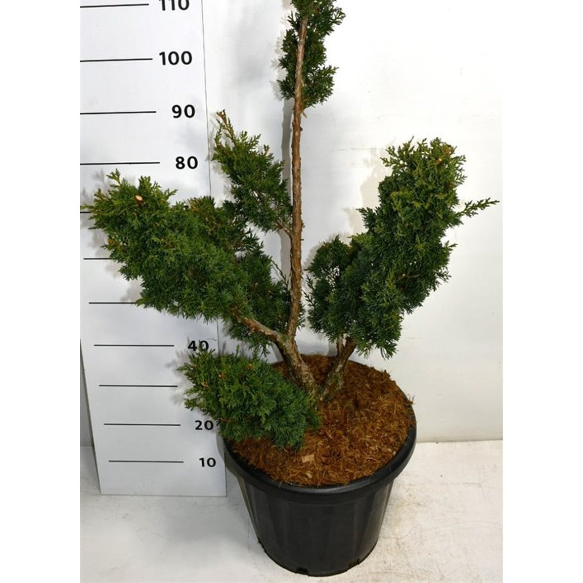Kinesisk en – Juniperus chinensis 'Blaauw' - C25 60-80 cm. Bonsai