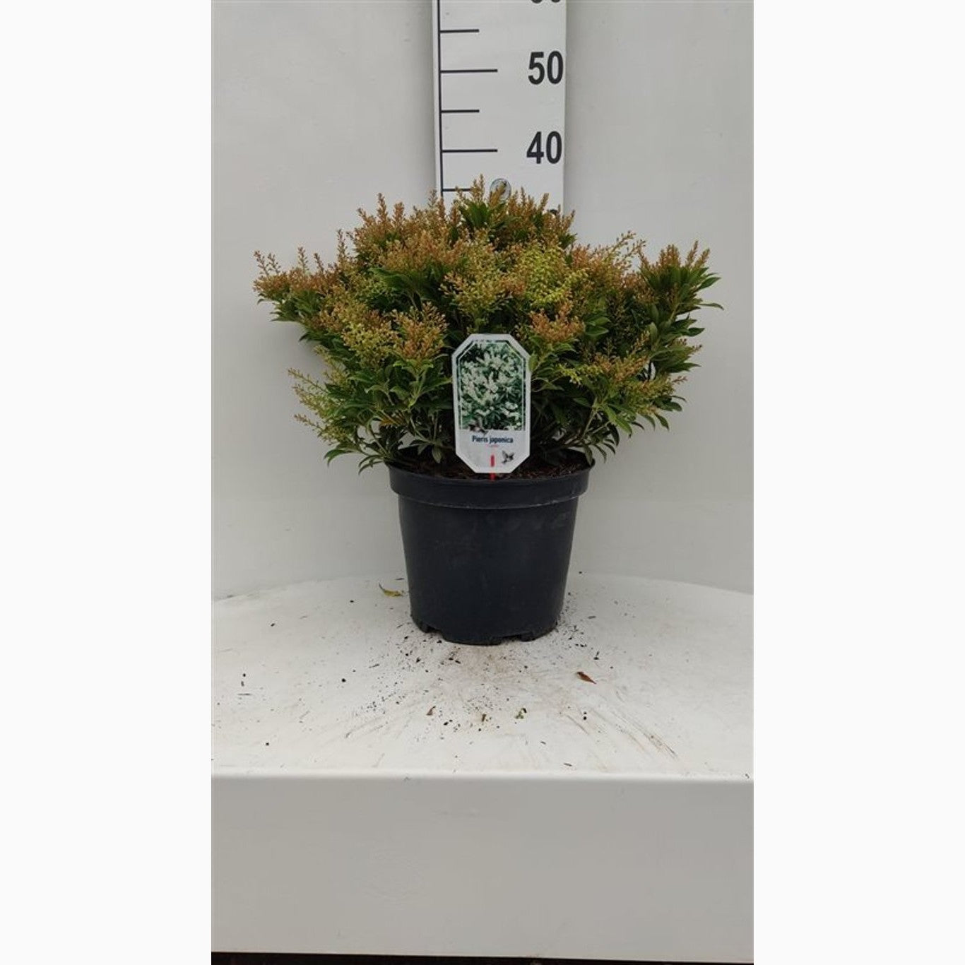 Japansk ljungpieris – Pieris japonica 'Cupido' - C10 40-50 CM