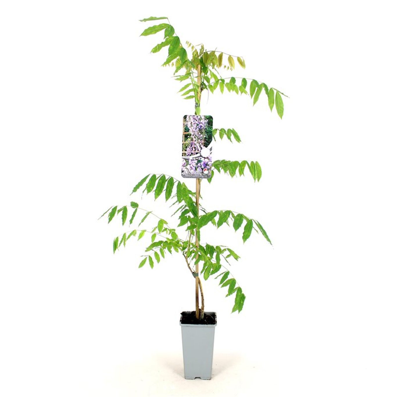 Blåregn – Wisteria floribunda 'Eranthema' - C2 80-100 CM Stick