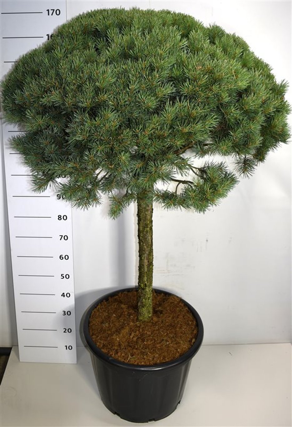 Tall – Pinus sylvestris 'Watereri' - C65 80 cm. Stam