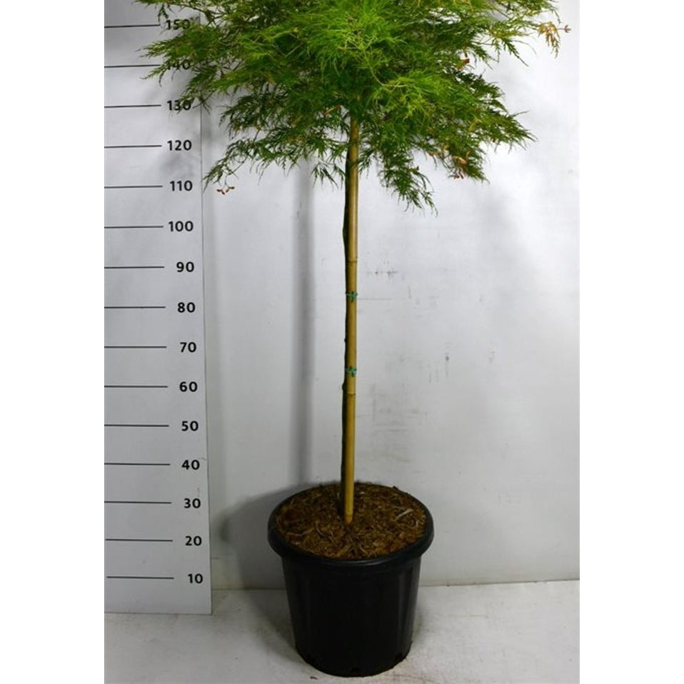 Japansk lönn – Acer palmatum 'Inaba-shidare' - C25 100 cm. Stam
