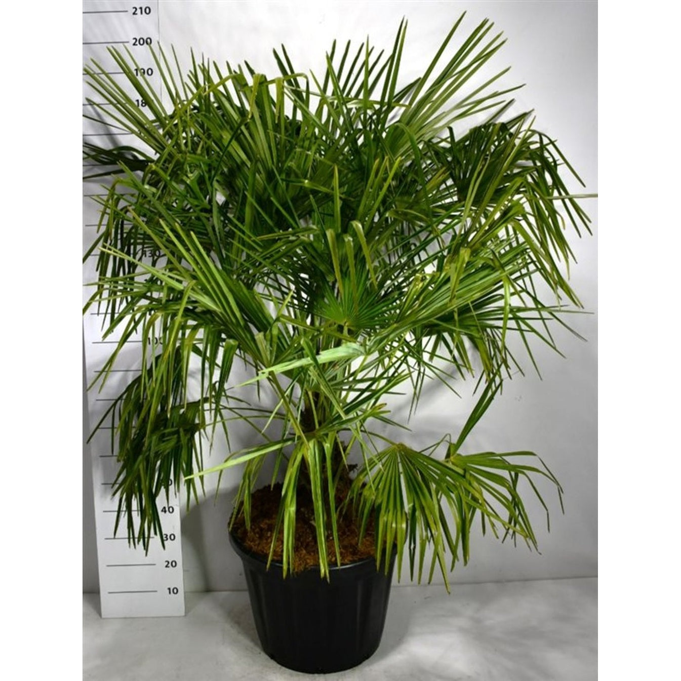 Kinesisk vindpalm – Trachycarpus fortunei - C80 Meerstammig