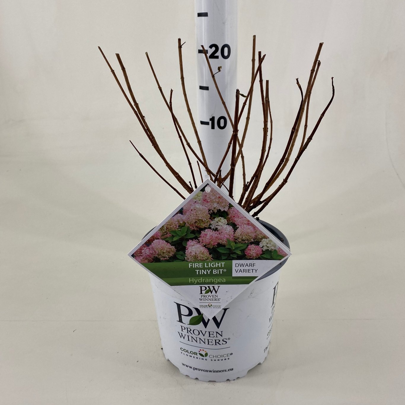 Syrenhortensia – Hydrangea paniculata 'Fire Light Tiny Bit' - C3 20-30 CM