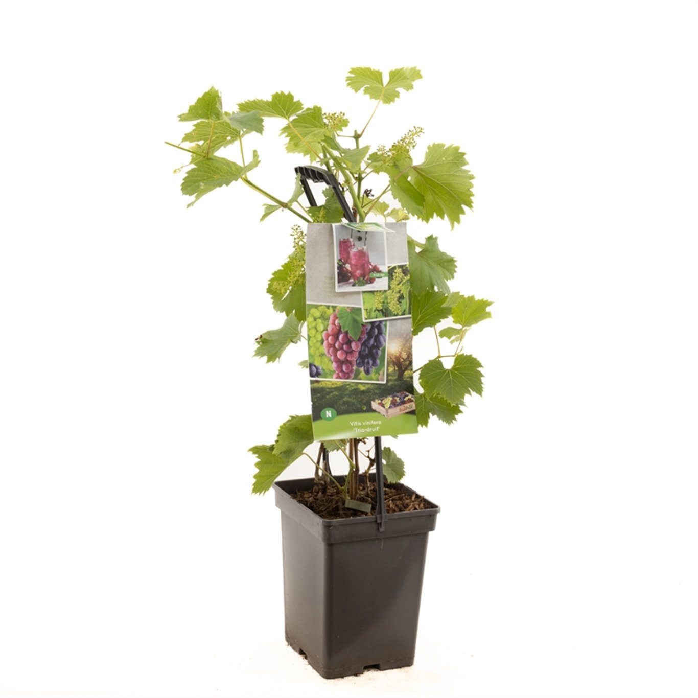 Vinranka – Vitis vinifera 'Trio Druif' - 50-60 CM Carry Handle C5