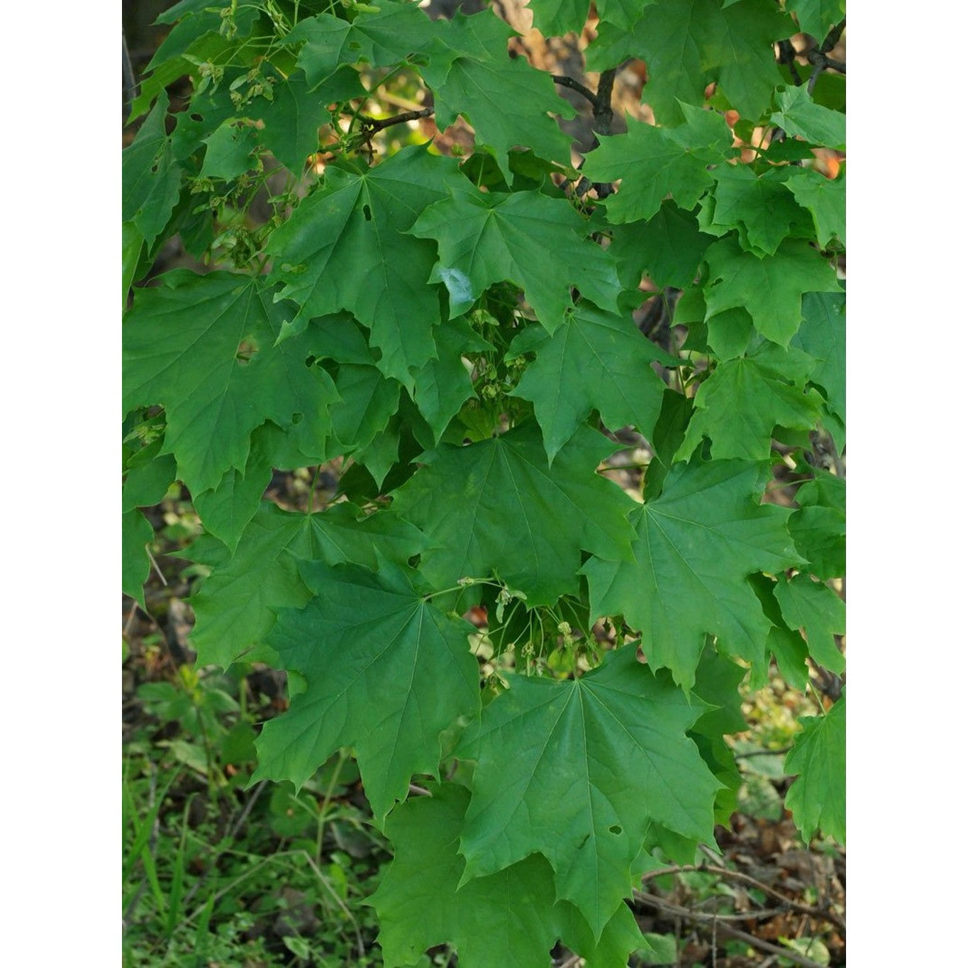 Skogslönn – Acer platanoides - 40-60 CM bare root 1/1