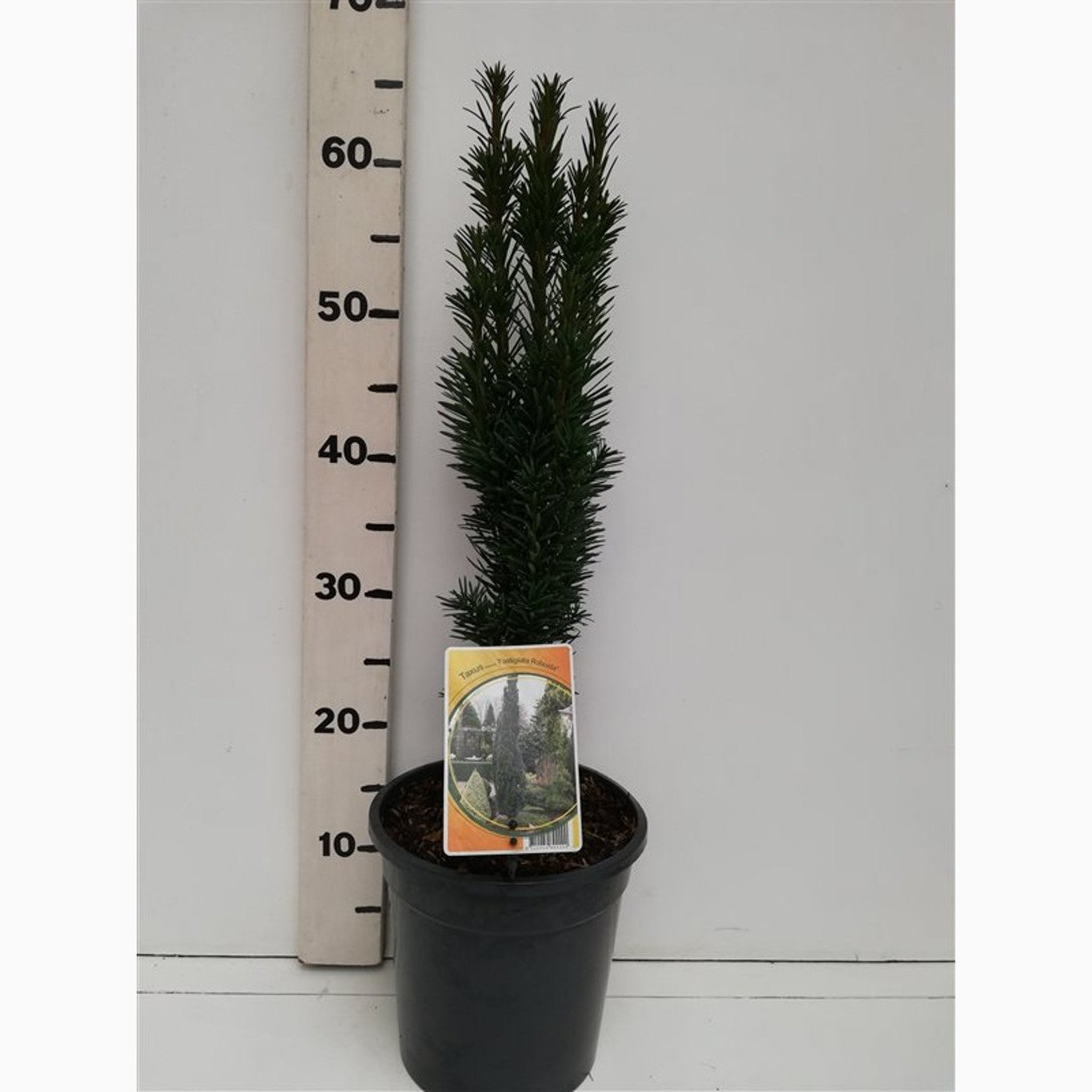 Idegran – Taxus baccata 'Fastigiata Robusta' - C3 40-50 CM